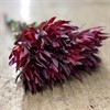 LEUCADENDRON BLUSH SPRAY 50 CM